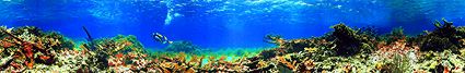 Coral Reef Panorama